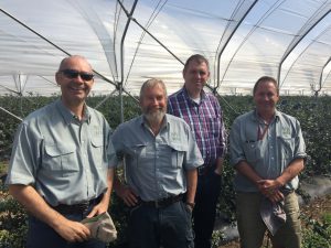 Marius, Dan, Paul & Karel Bolckmans in blueberries